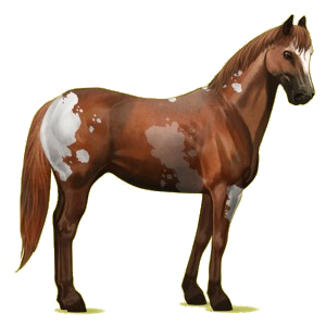 Reitpferd Paint Horse Rappe mit Overo-Scheckung