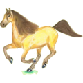Reitpferd Deutsches Reitpferd Rappe