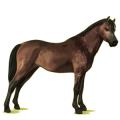 Pony Rappe