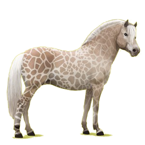 Pony Norweger Braunfalben