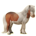 Pony Shetlandpony Rotbrauner