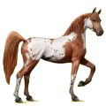 Reitpferd Araber Apfelschimmel