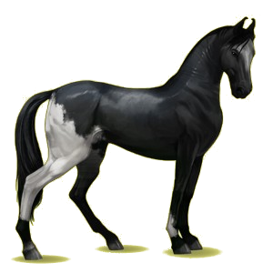Reitpferd Marwari Rappe