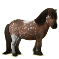Pony Shetlandpony Fuchs mit Tobiano-Scheckung