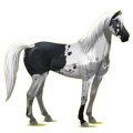Reitpferd Rotbrauner