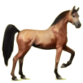 Reitpferd Araber Hellgrau