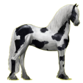 Reitpferd Friese Rappe