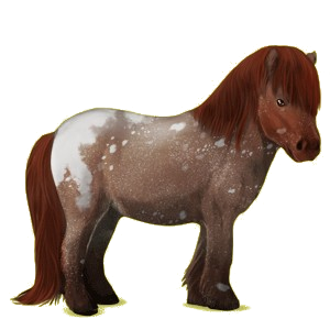 Pony Shetlandpony Dunkelfuchs
