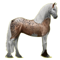 Reitpferd Rappe