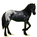 Reitpferd Isländer Roan