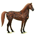 Reitpferd Mustang Rappe