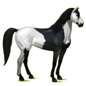 Reitpferd Mustang Rappschecke