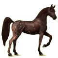 Reitpferd Araber Dunkelfuchs