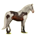 Reitpferd Andalusier Cremello