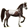 Reitpferd Araber Dunkelfuchs