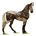 Pegasus-Reitpferd Marwari Rappe