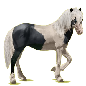 Reitpferd Brumby Fuchs