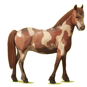 Pony Haflinger Palomino