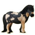 Pony Shetlandpony Rappe
