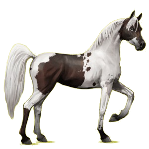 Reitpferd Araber Forellenschimmel