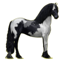 Reitpferd Friese Rappe