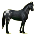 Pegasus-Reitpferd Brauner mit Overo-Scheckung