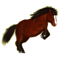 Pony Neufundland Pony Rappe