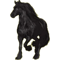 Reitpferd Friese Rappe