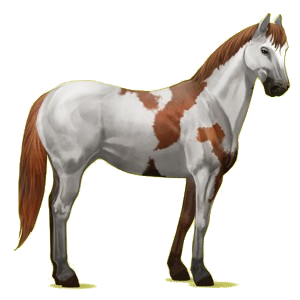 Reitpferd Paint Horse Mausgrauer mit Tobiano-Scheckung