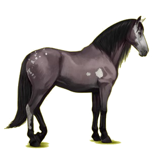 Reitpferd Andalusier Rotbrauner