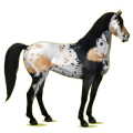 Reitpferd Mustang Strawberry Roan