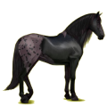 Reitpferd Andalusier Rappe