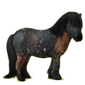 Pony Shetlandpony Brauner