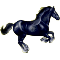Reitpferd Holsteiner Fuchs