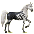Reitpferd Araber Hellgrau