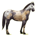 Reitpferd Paint Horse Palomino mit Tobiano-Scheckung