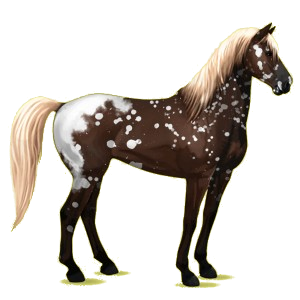 Reitpferd Mustang Mausgrau