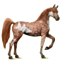 Reitpferd Araber Hellgrau