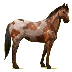 Reitpferd Paint Horse Rappe mit Tobiano-Scheckung