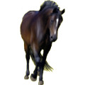 Pony Neufundland Pony Rappe