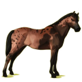 Pony Roan
