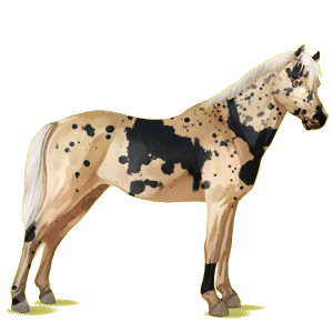 Pony Deutsches Reitpony Palomino