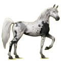 Reitpferd Araber Rappe