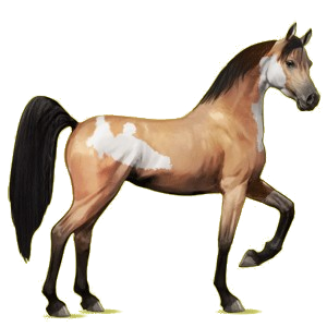 Reitpferd Araber Roan