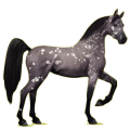 Reitpferd Araber Brauner