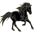 Pony Deutsches Reitpony Rappe