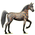 Reitpferd Araber Rappe