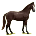 Reitpferd Trakehner Dunkelfuchs