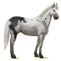 Reitpferd Brauner mit Tovero-Scheckung 