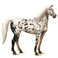 Reitpferd Mustang Dunkelbrauner